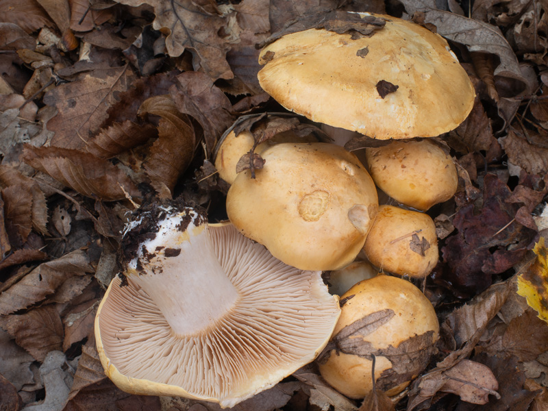 Cortinarius rhizophorus